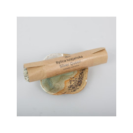 Louisiana Mugwort Silver Queen – 50g strih