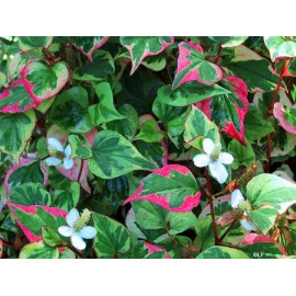 Houttuynia cordata vňať - Houttuynia cordata - 250g sekaný