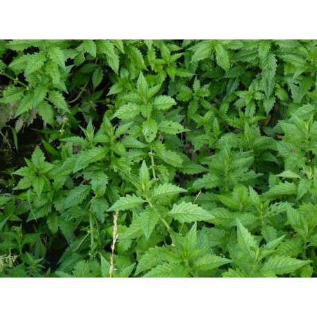 Karbinec európsky vňať - Lycopus europaeus - 250g sekaný