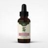 Sladké drievko tinktúra 1:1 50 ml - Glicyrrhiza glabra - 50ml
