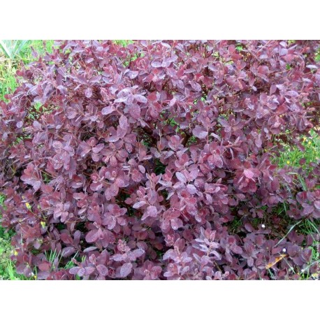 Škumpa vlasatá list - Cotinus coggygria - 1kg sekaný