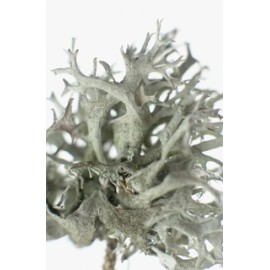 Lišajník islandský - Cetraria islandica - 50g mletý