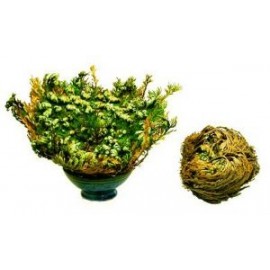 Ruža z Jericha - Selaginella lepidophylla - 10x malá