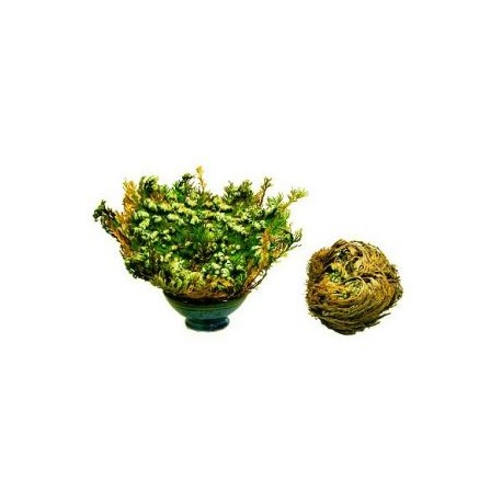 Ruža z Jericha - Selaginella lepidophylla - 10x veľká