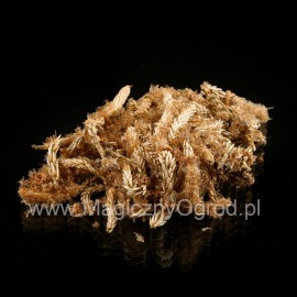 Borovicové šišky - Pini gemmae - 100g