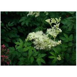 Túžobník brestový vňať - Filipendula ulmaria - 100g sekaný